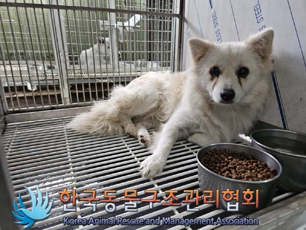 한국동물구조관리협회_441560202401270
